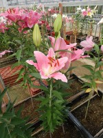 [4338 Binasco VH No01.JPG]